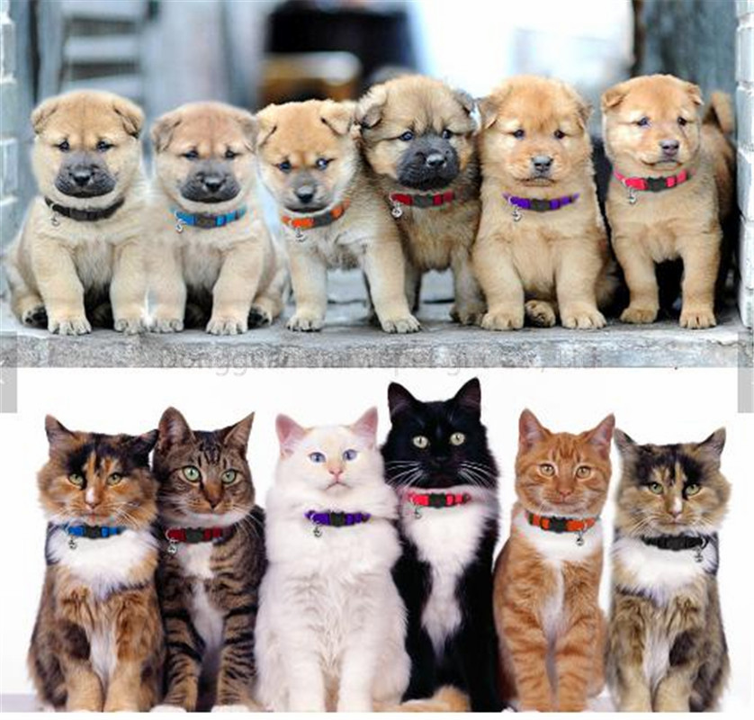 cat collar-15
