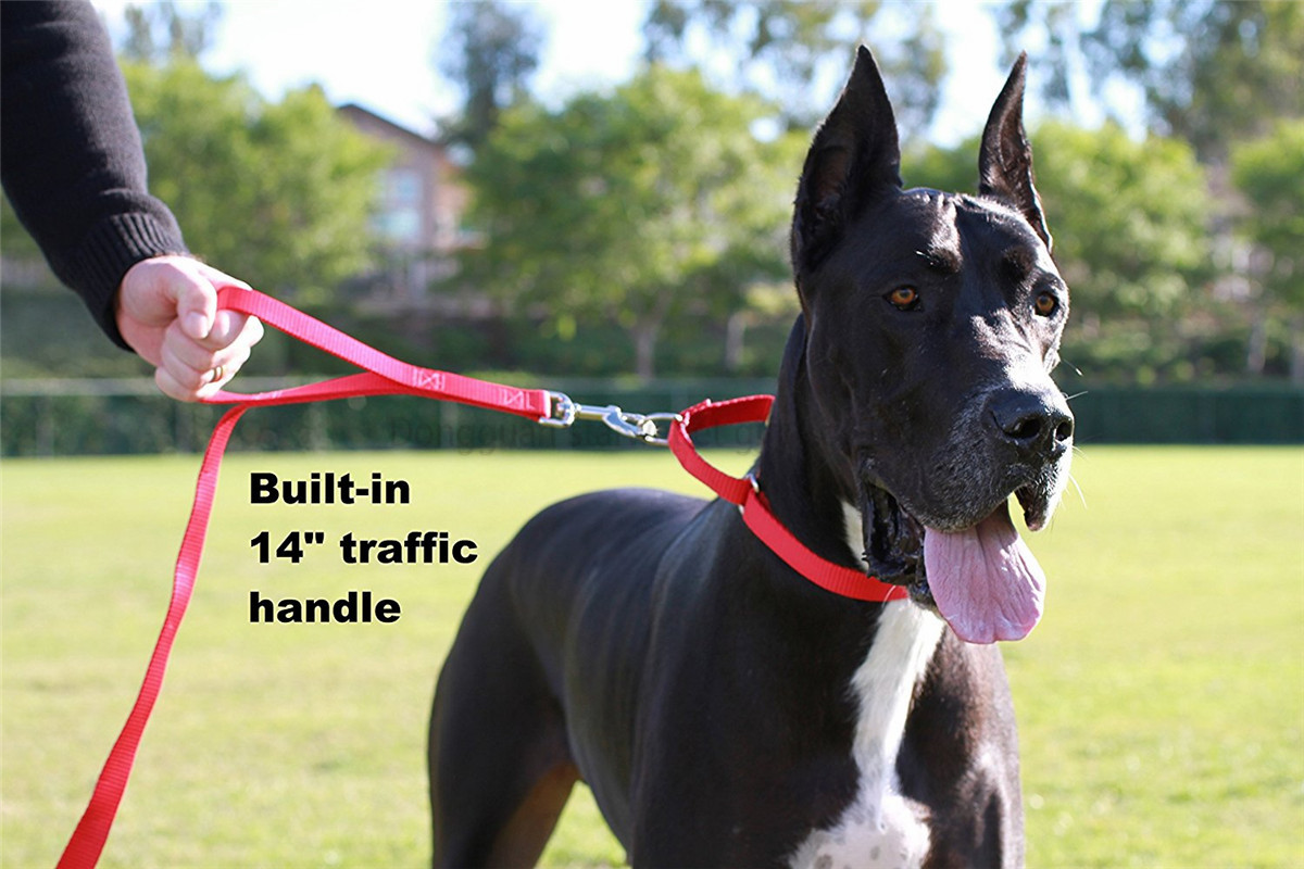 nylon webbing leash-12